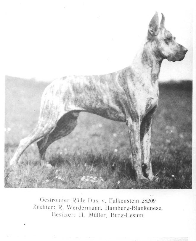 Dux v Falkenstein